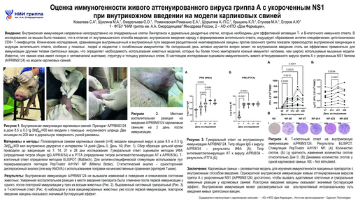 1. Оценка иммуногенности живого аттенуированного вируса гриппа А с укороченным NS1 при внутрикожном введении на модели карликовых свиней