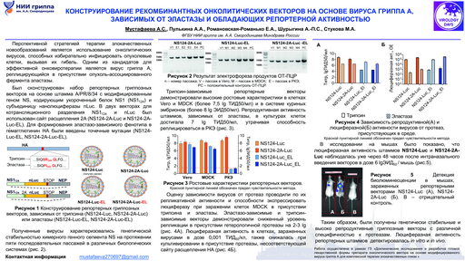 2. Конструирование рекомбинантных онколитических векторов на основе вируса гриппа А, зависимых от эластазы и обладающих репортерной активностью